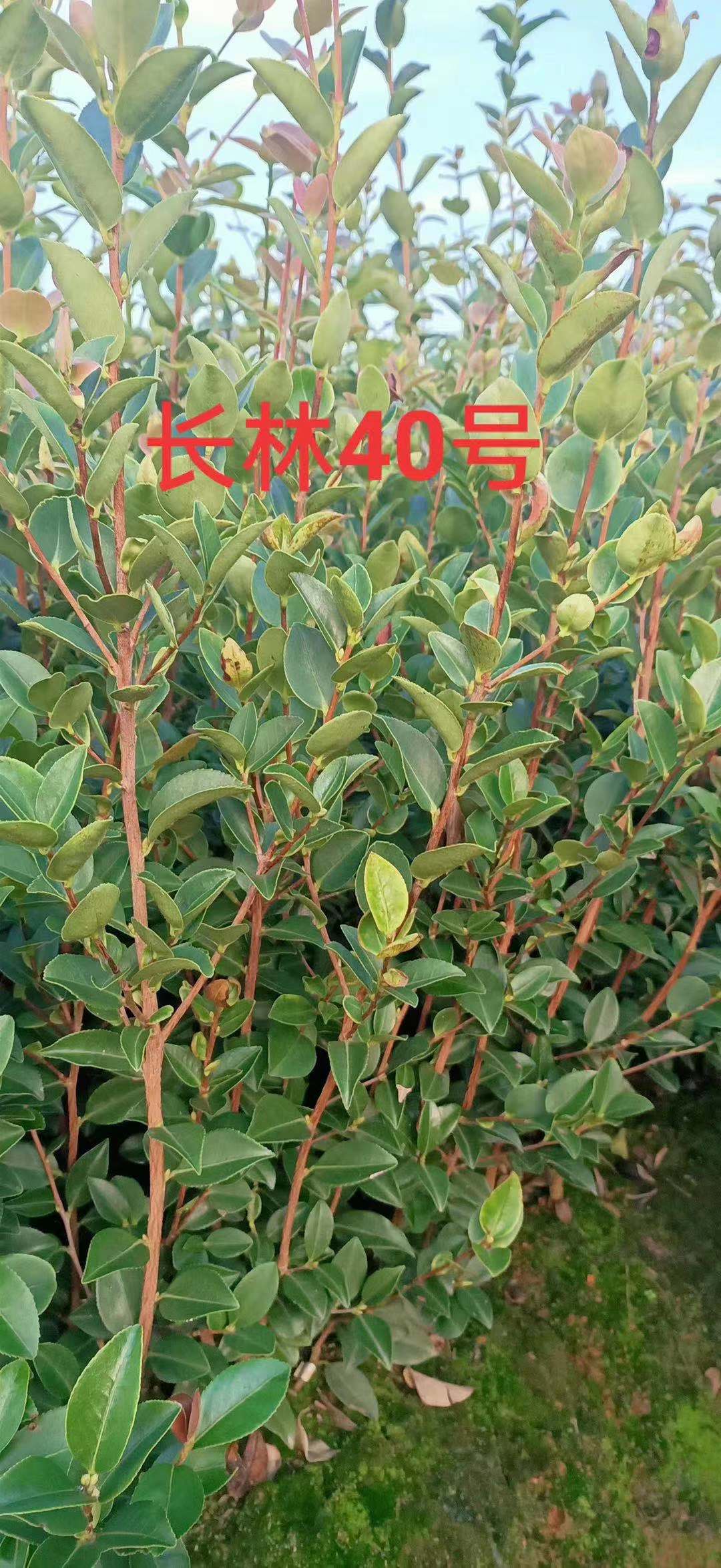 高產(chǎn)油茶